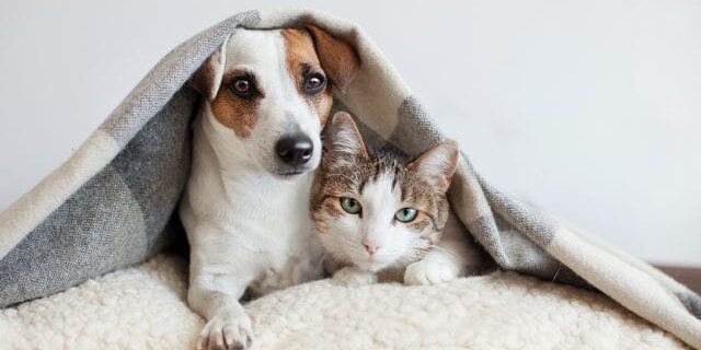 Dog And Cat Under A Blanket