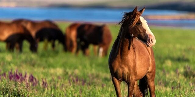 Horses Graze In The Sunlit Meadow